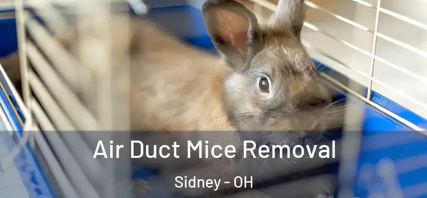 Air Duct Mice Removal Sidney - OH